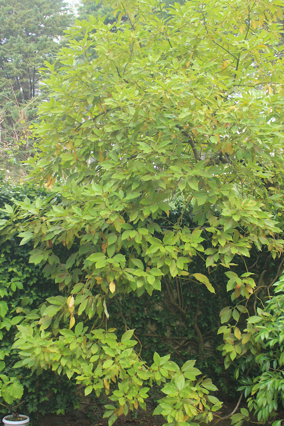 Image of Persea americana specimen.