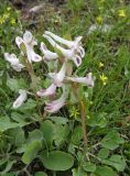 Corydalis ledebouriana