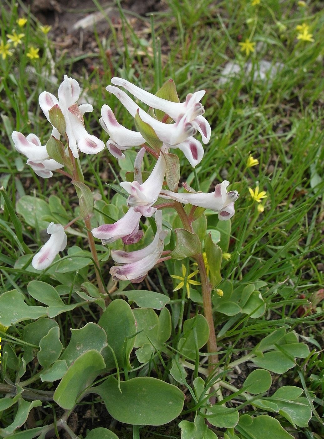 Image of Corydalis ledebouriana specimen.