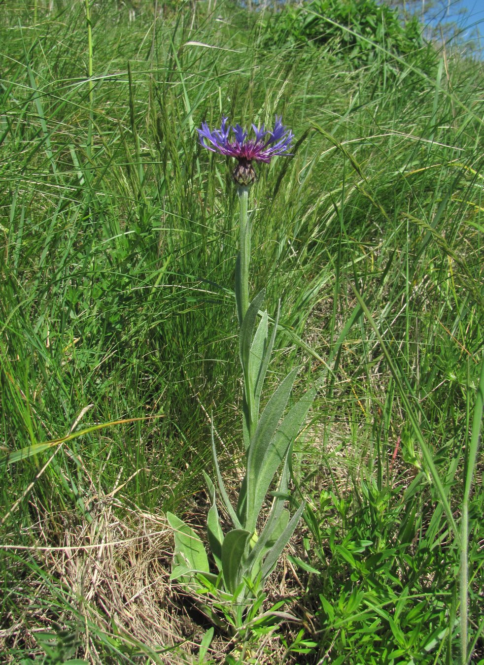 Image of Centaurea tanaitica specimen.