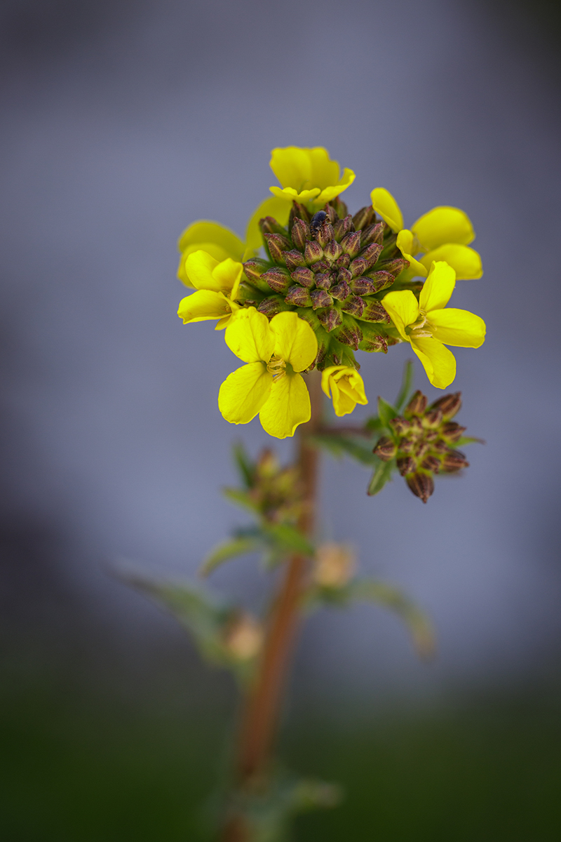 Image of genus Erysimum specimen.