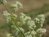 Galium album