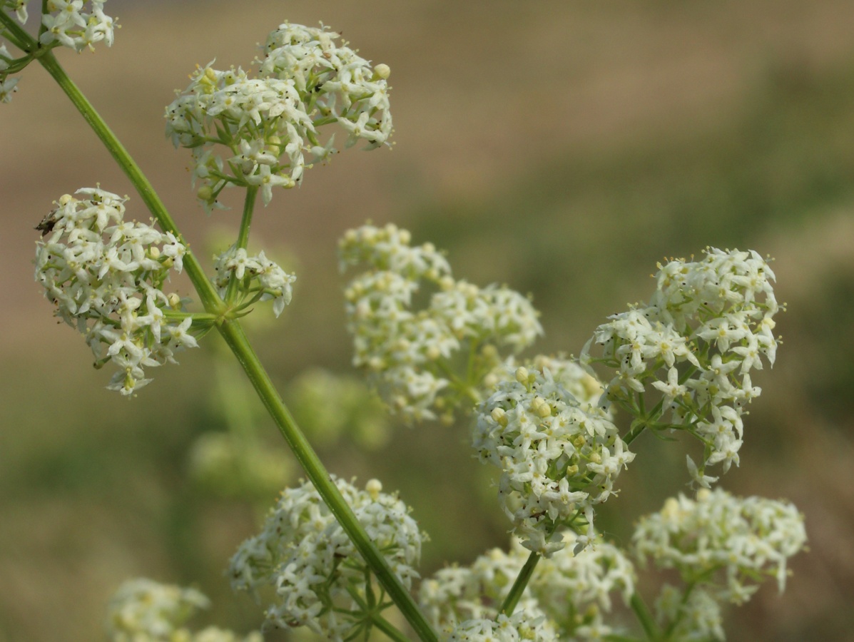 Image of Galium album specimen.