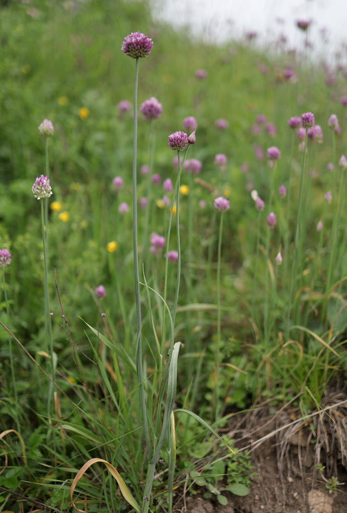 Изображение особи Allium rotundum.