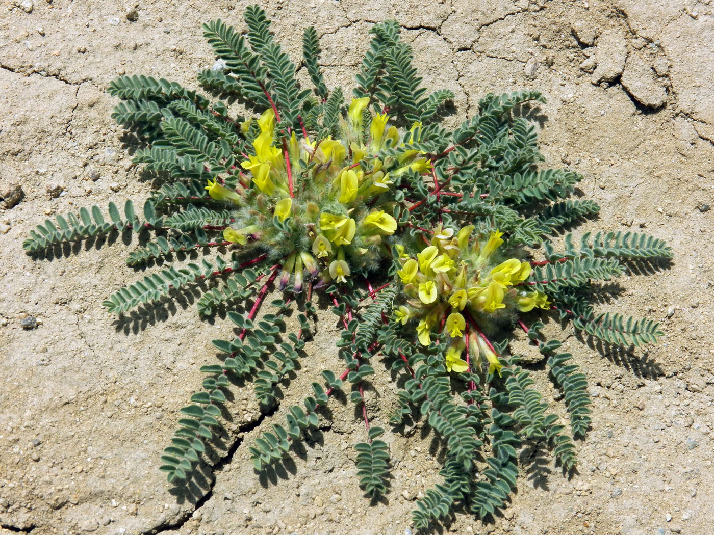 Изображение особи Astragalus charguschanus.