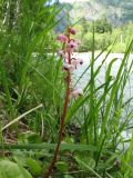 Pyrola incarnata