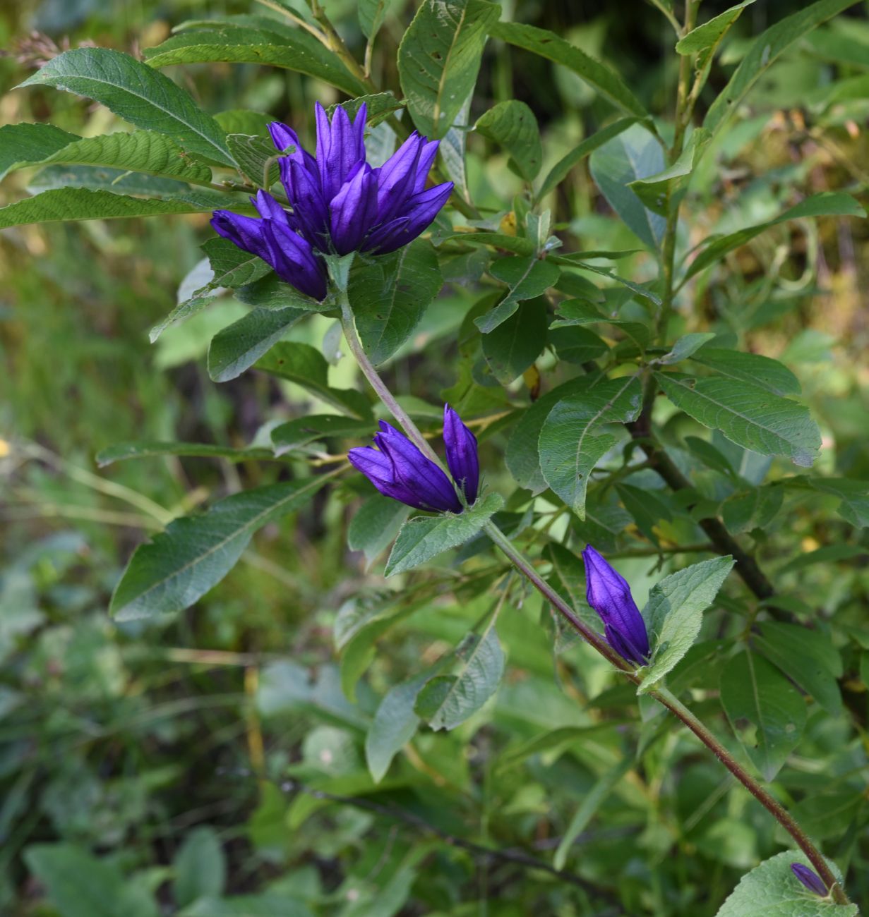 Изображение особи Campanula glomerata ssp. oblongifolioides.