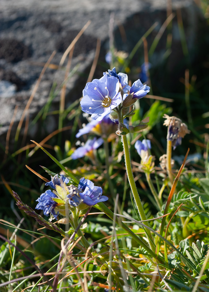 Image of Polemonium boreale specimen.