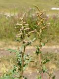 Atriplex tatarica