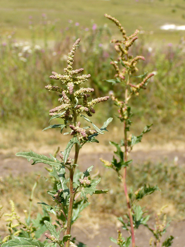 Изображение особи Atriplex tatarica.