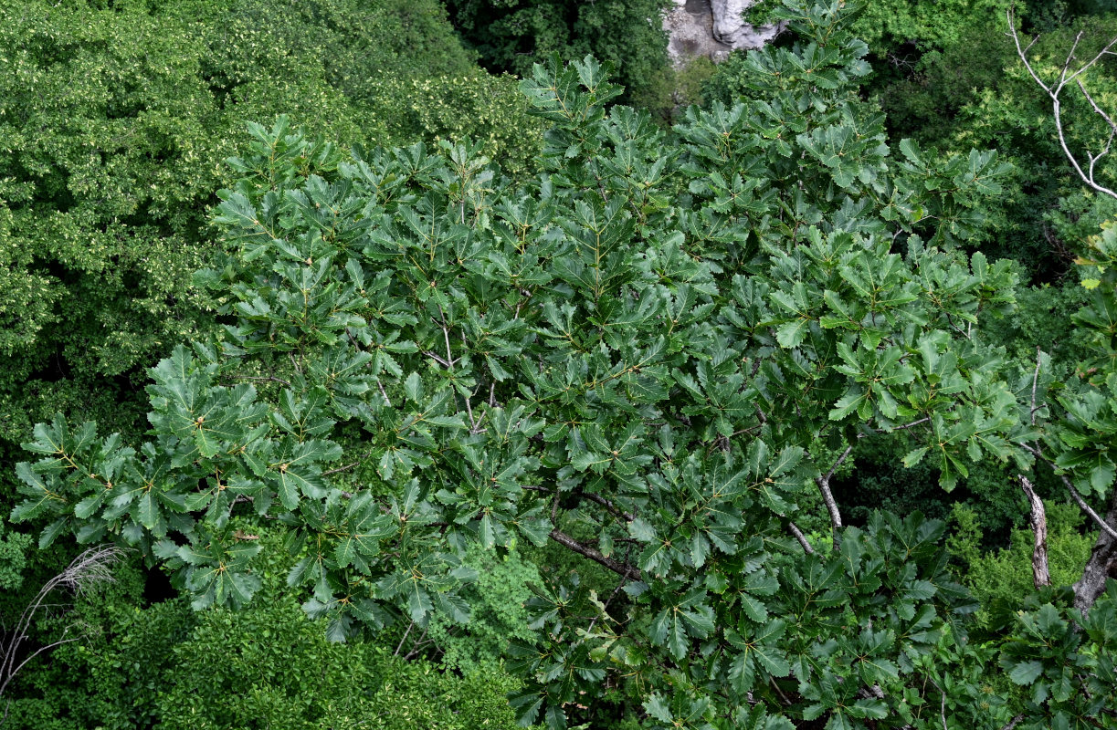 Image of Quercus petraea specimen.