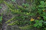 Artemisia japonica