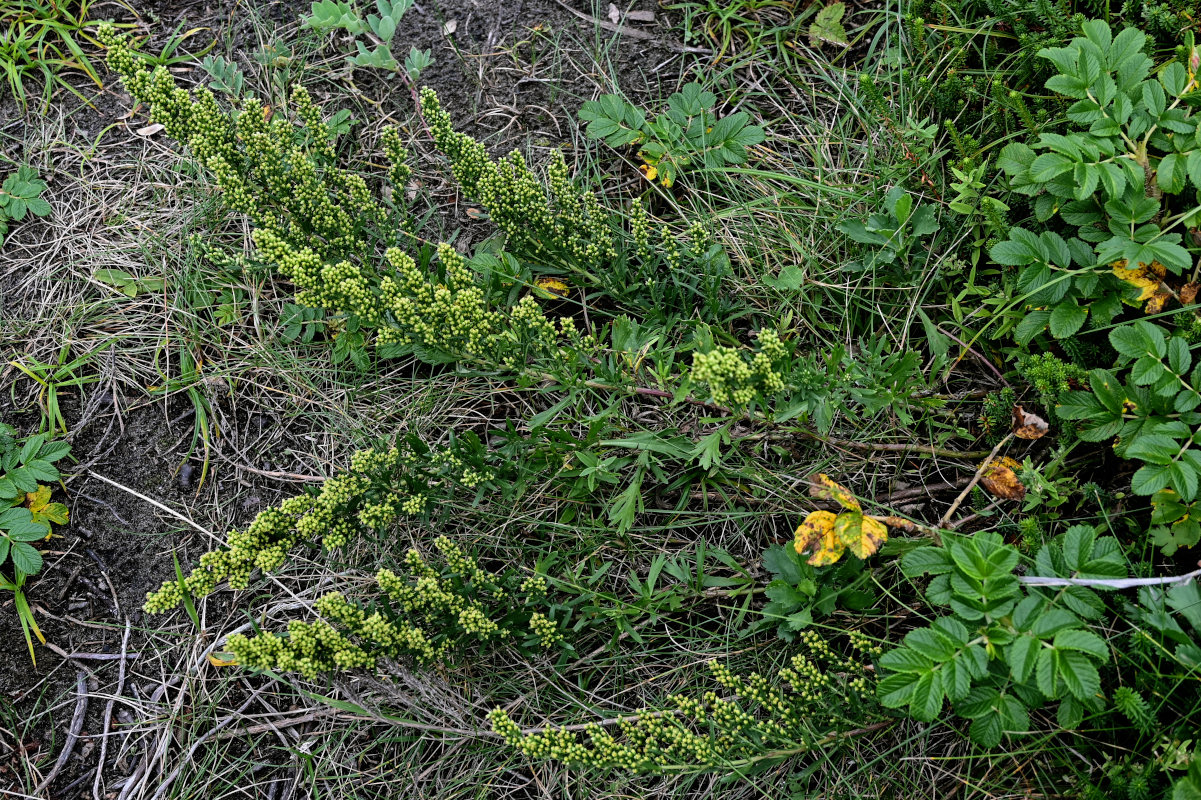 Image of Artemisia japonica specimen.