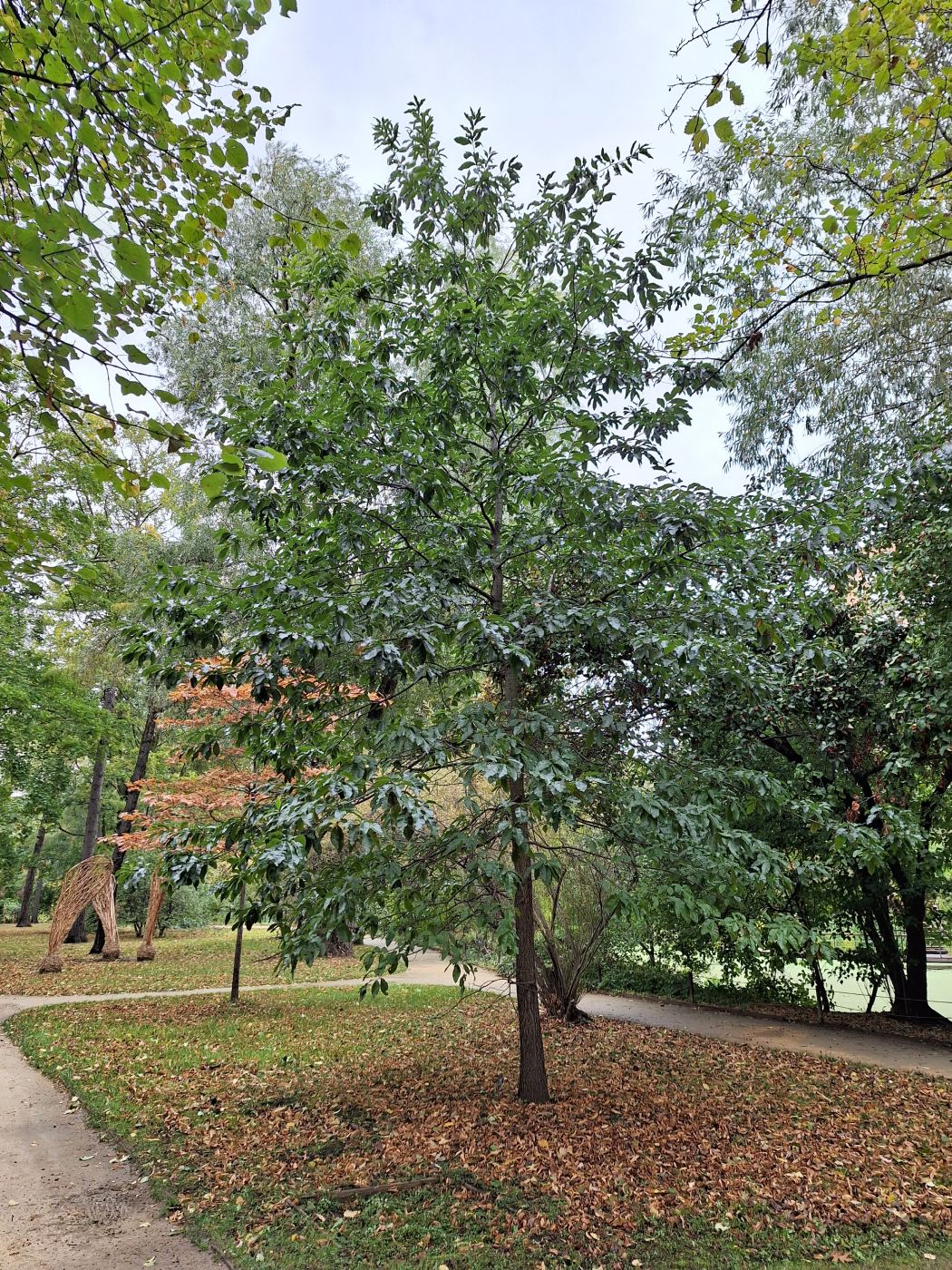 Image of Quercus imbricaria specimen.