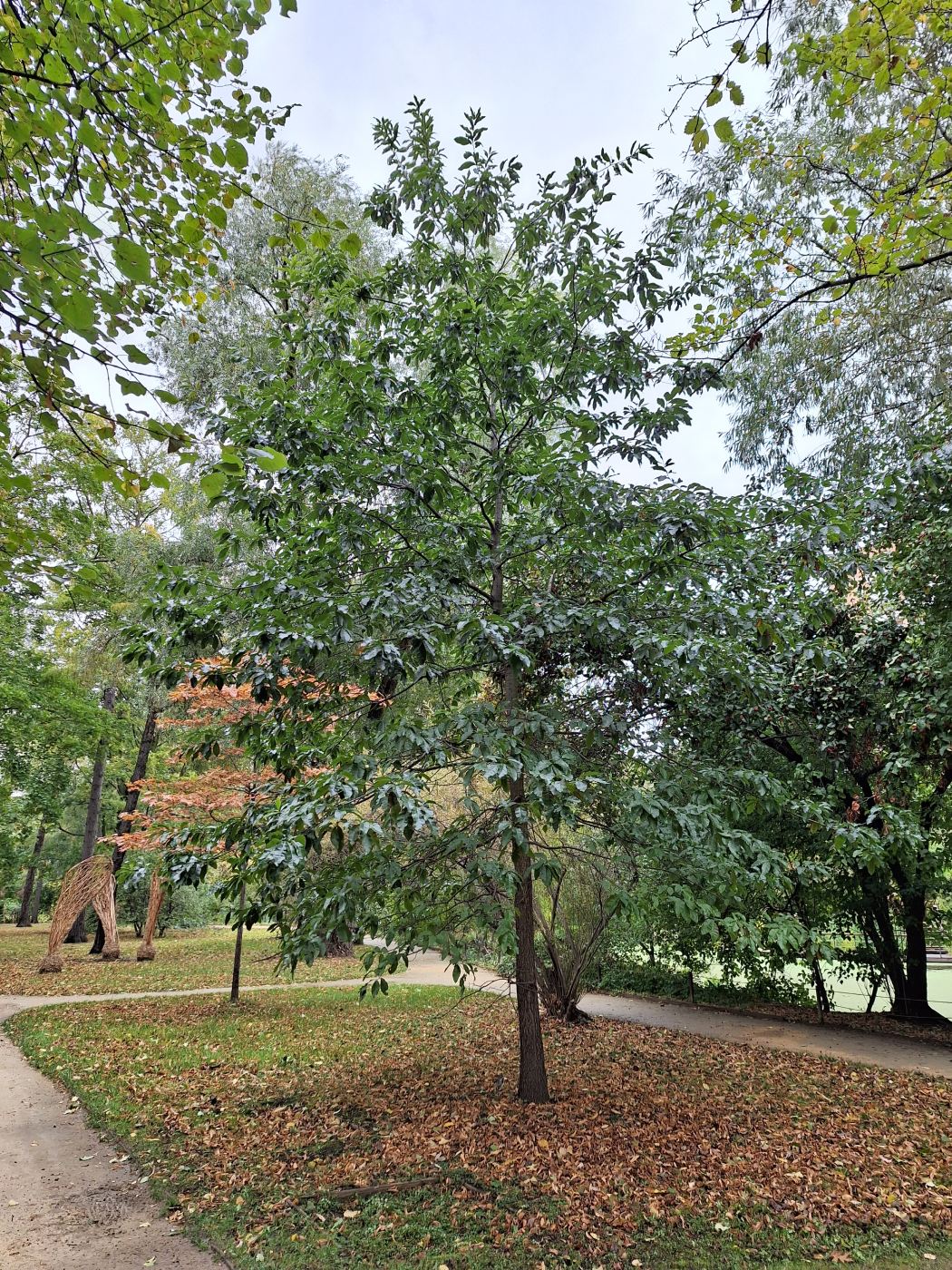 Изображение особи Quercus imbricaria.