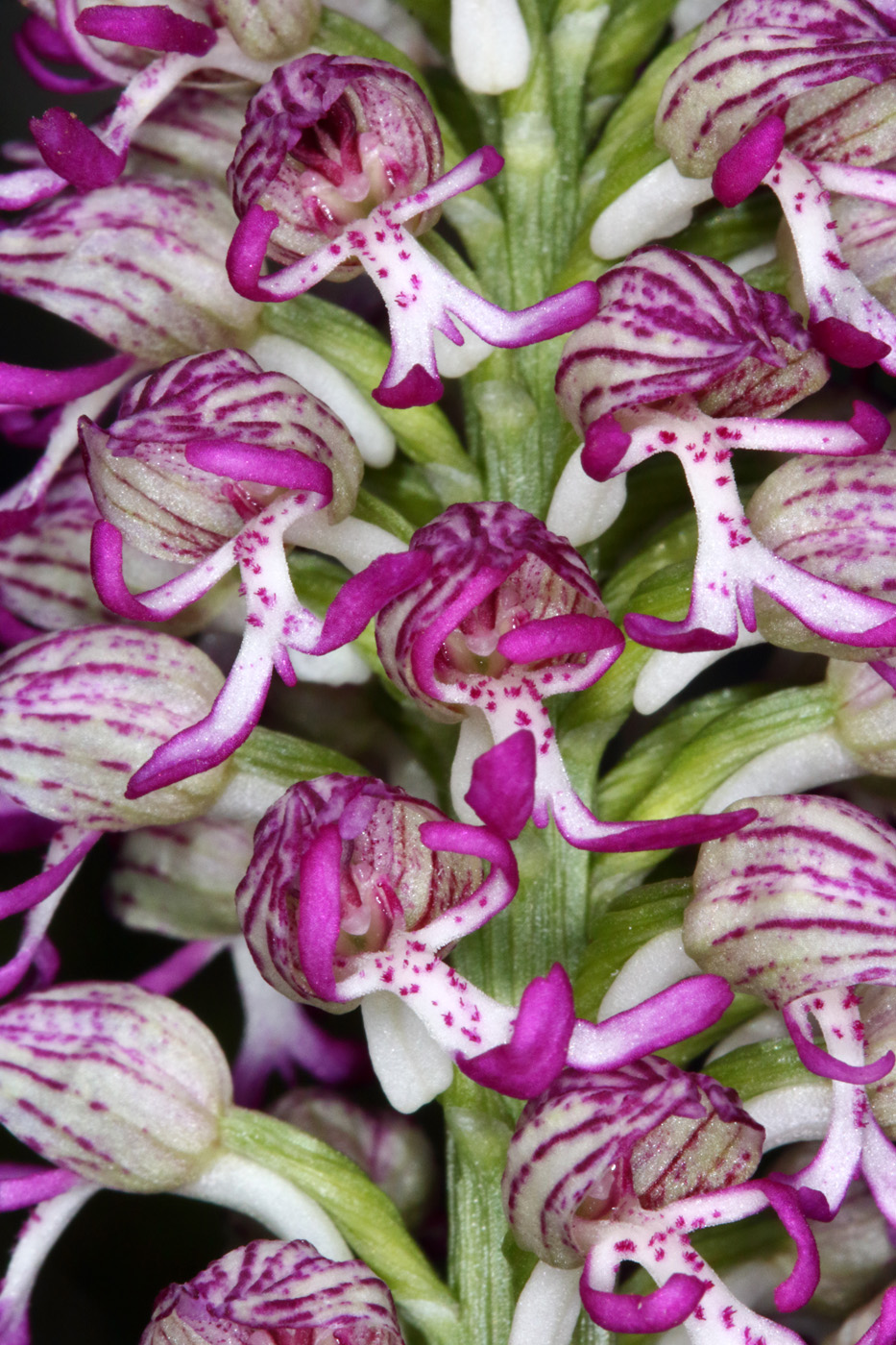Image of Orchis &times; angusticruris nothosubsp. transcaucasica specimen.