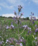 Nepeta parviflora