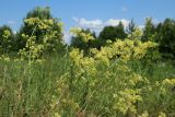 Galium &times; pomeranicum