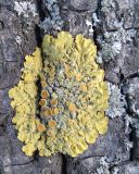 Xanthoria parietina