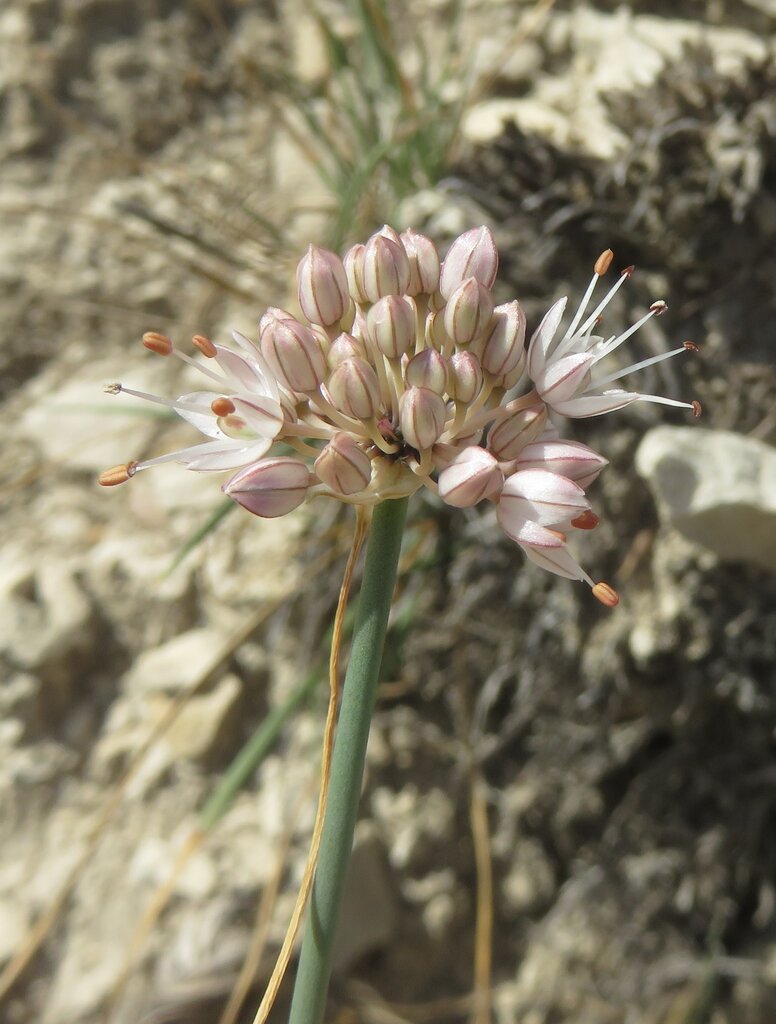 Image of Allium austrodanubiense specimen.