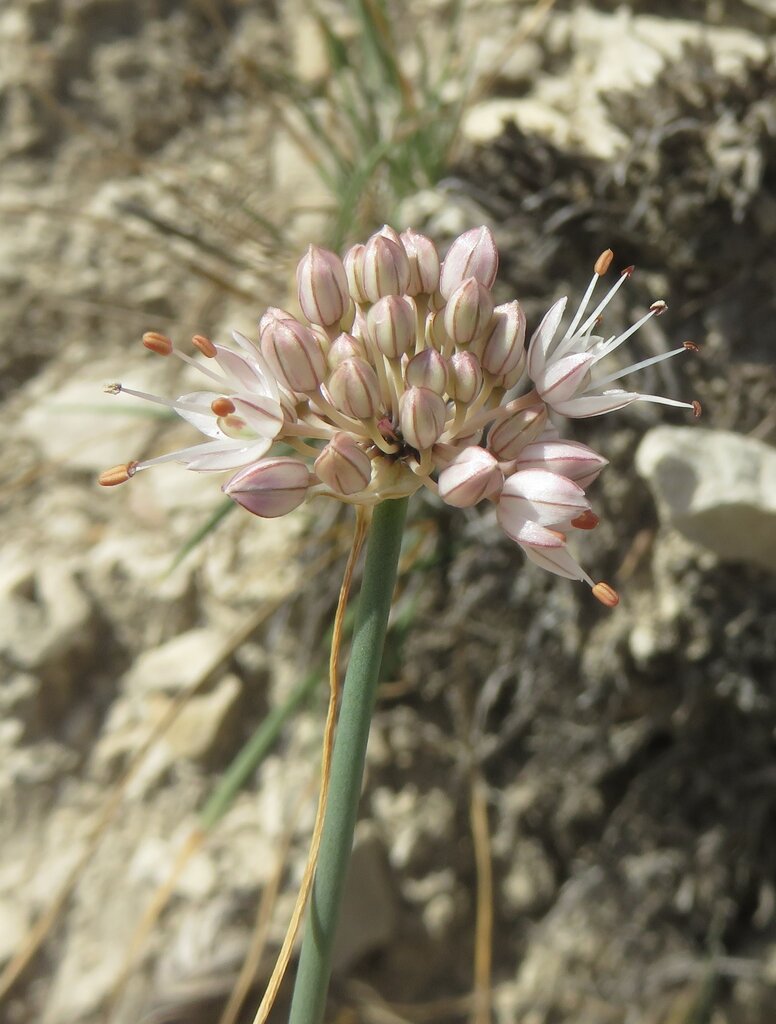 Изображение особи Allium austrodanubiense.