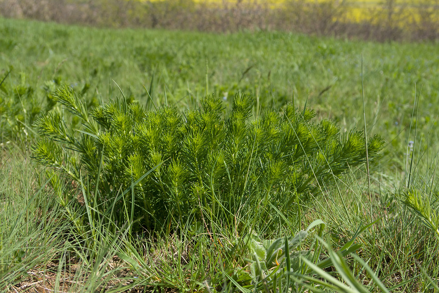 Изображение особи Galium verum.