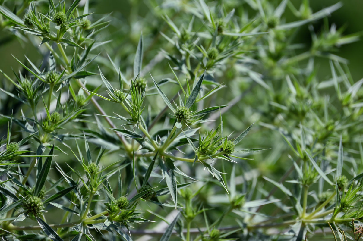 Image of Eryngium billardieri specimen.