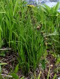 Carex altaica