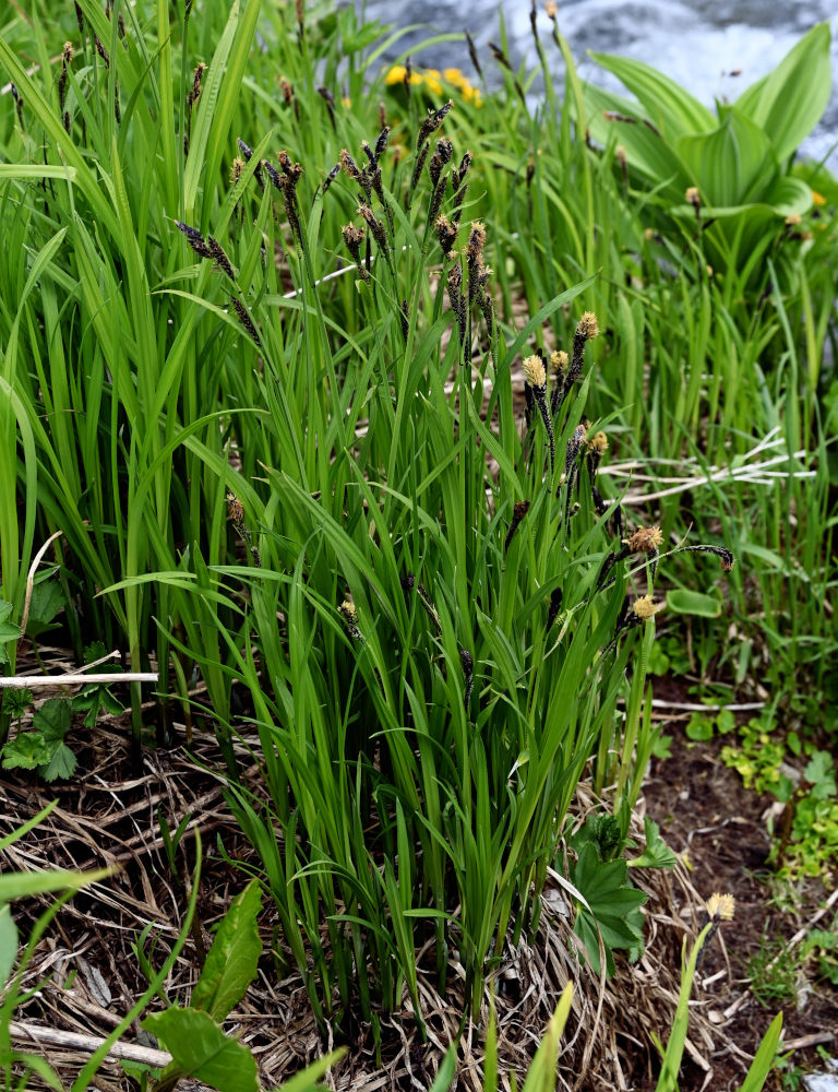 Image of Carex altaica specimen.