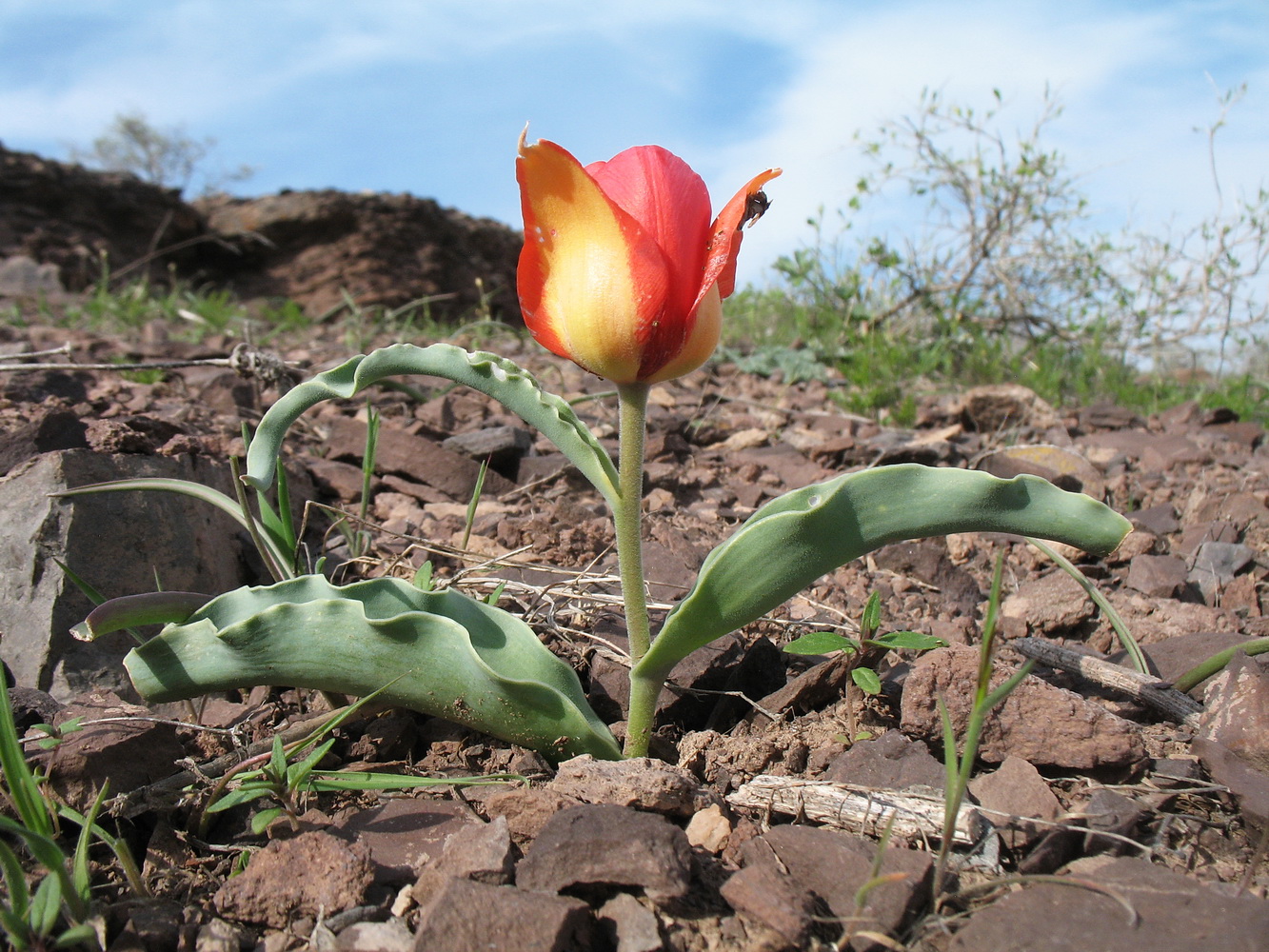 Изображение особи Tulipa alberti.