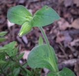genus Melandrium