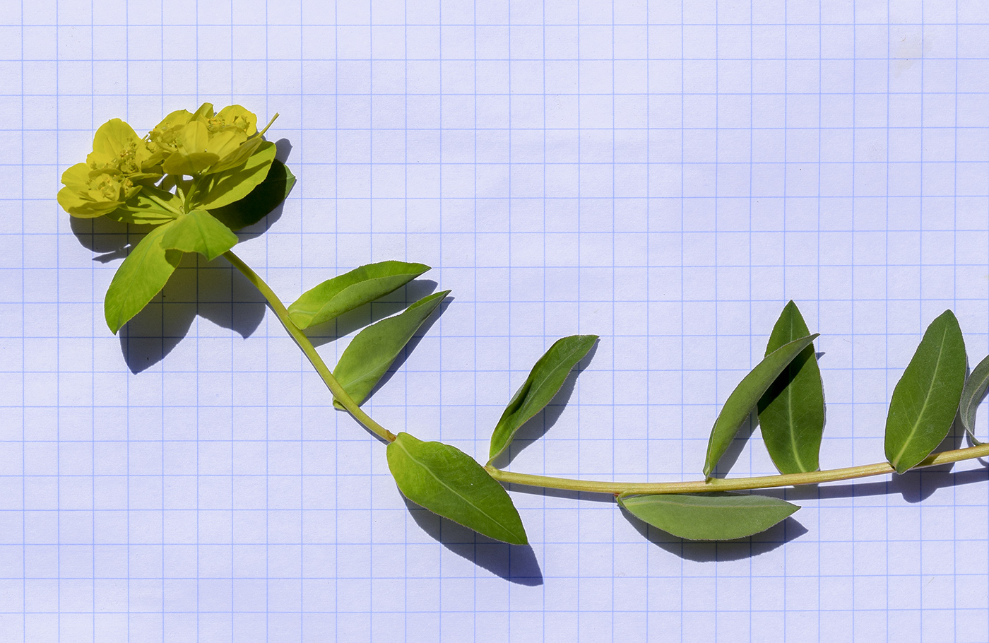 Image of Euphorbia verrucosa specimen.