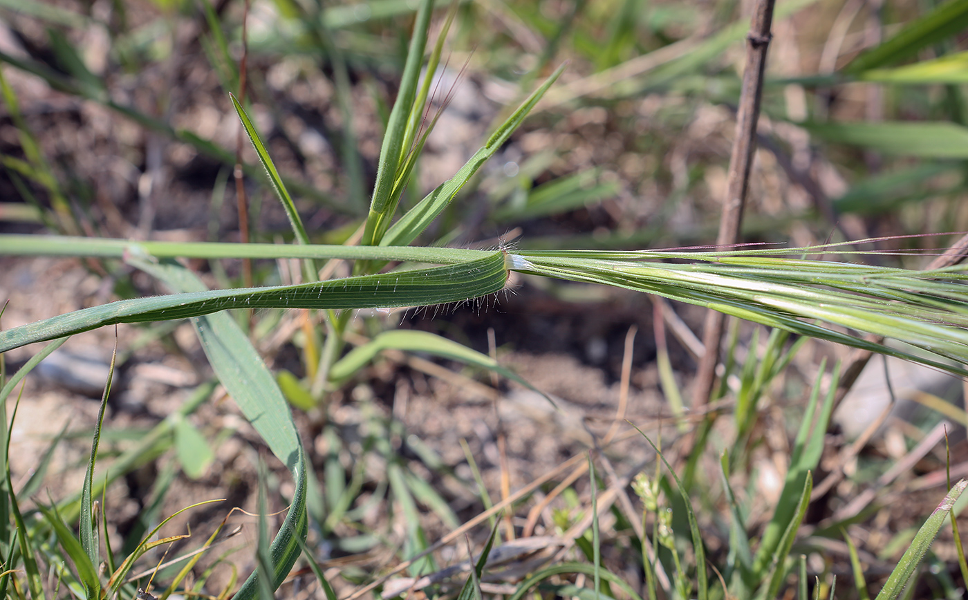 Изображение особи Anisantha sterilis.