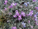 Oxytropis chionobia