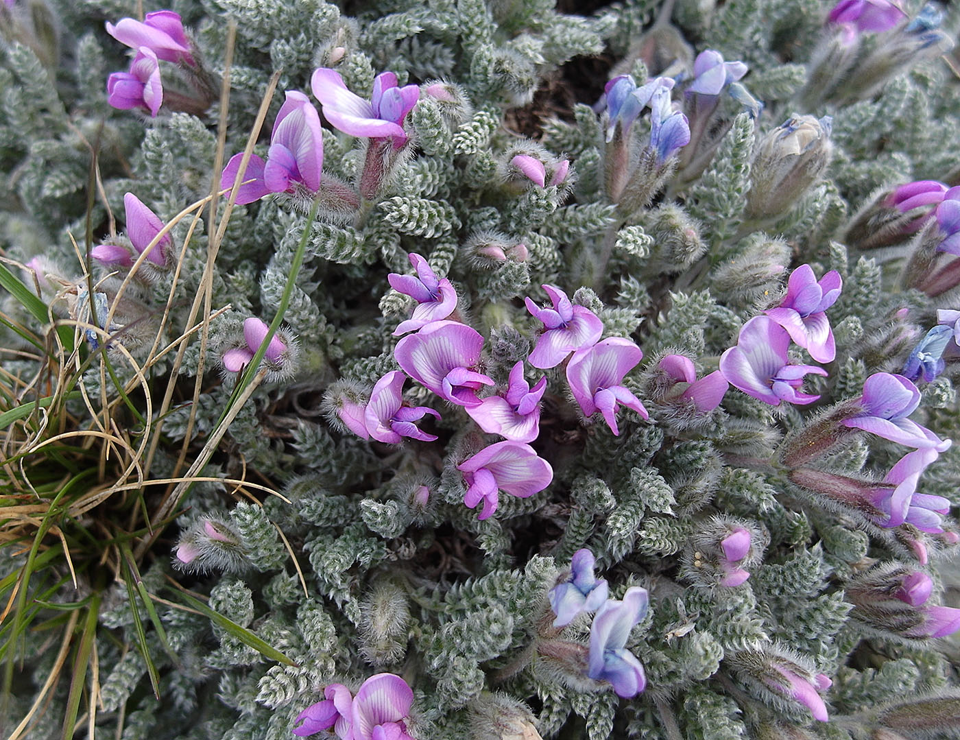Image of Oxytropis chionobia specimen.