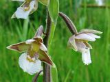 Epipactis palustris. Цветки. Смоленская обл., Смоленский р-н, пос. Каспля. 03.07.2009.