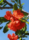 Punica granatum. Цветки. Италия, провинция Рим, археологический парк Остия-Антика (Parco Archeologico di Ostia Antica), в культуре (?). 8 июня 2017 г.