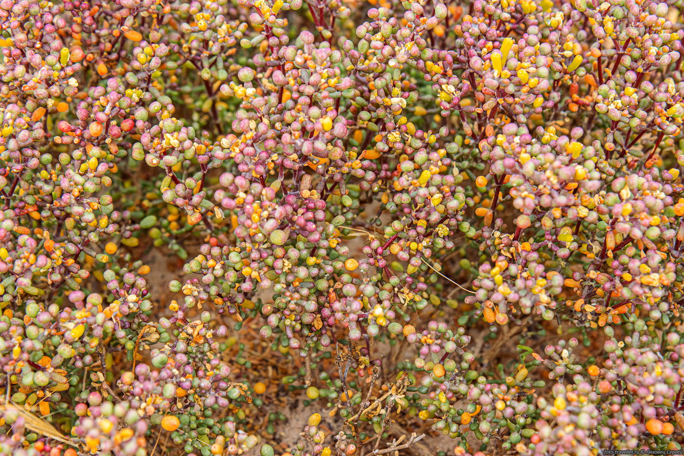 Image of Tetraena qatarensis specimen.