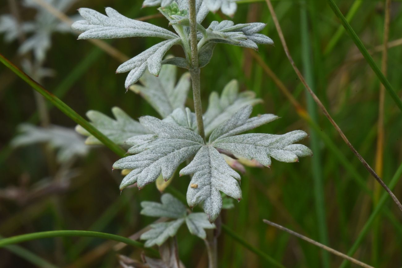 Image of Potentilla argentea specimen.