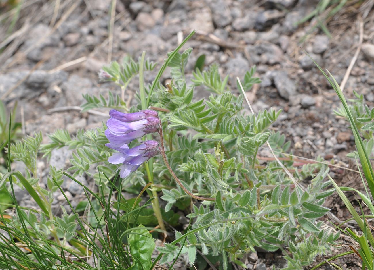 Image of Vicia sosnowskyi specimen.