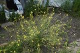 Sisymbrium loeselii