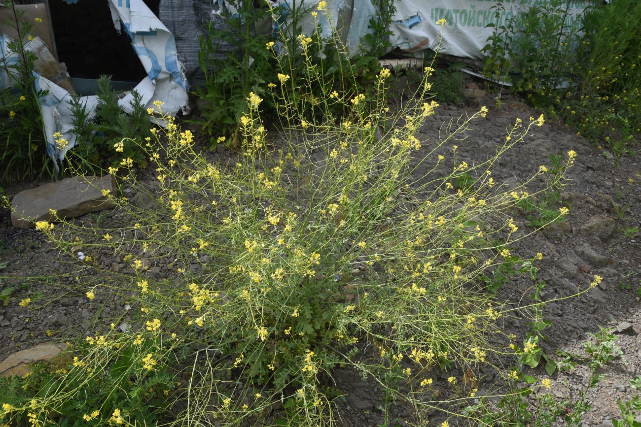 Изображение особи Sisymbrium loeselii.
