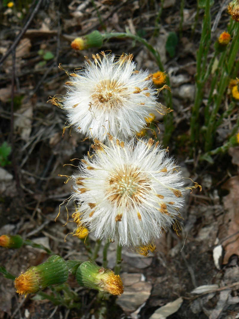 Image of Tussilago farfara specimen.
