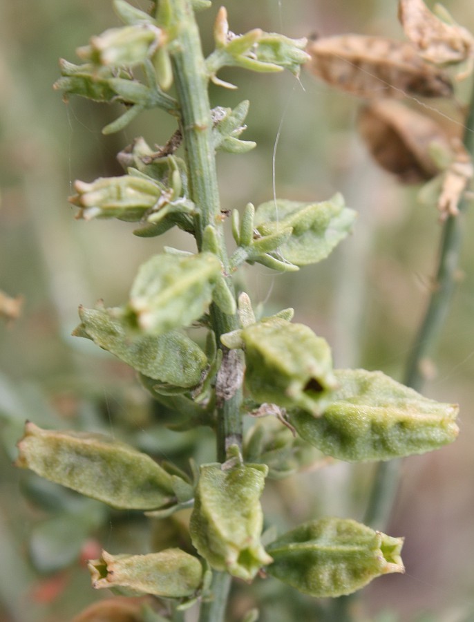 Image of Reseda alba specimen.