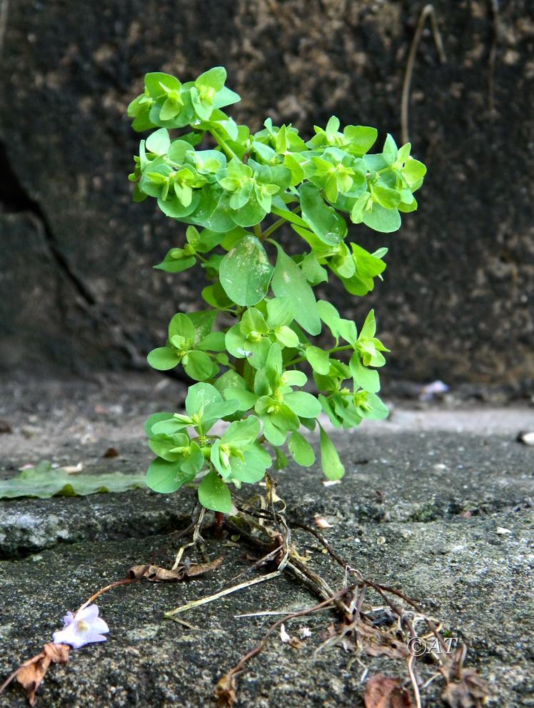 Image of Euphorbia peplus specimen.