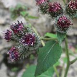 genus Arctium