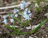 Puschkinia scilloides