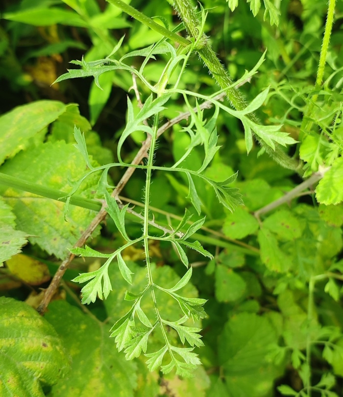 Изображение особи Daucus carota.