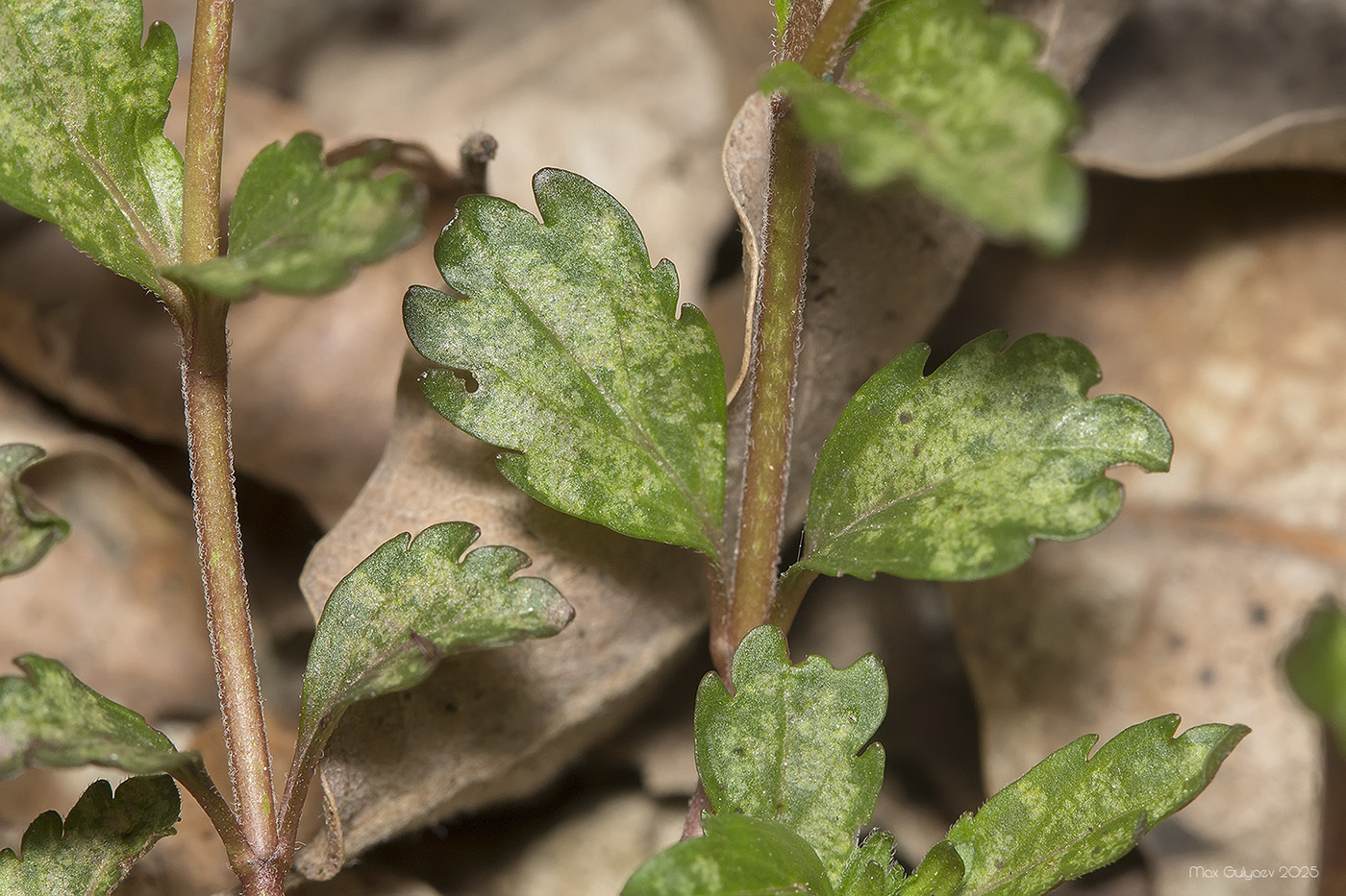 Image of Veronica umbrosa specimen.