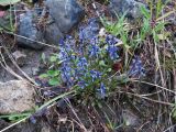 Polygala amarella